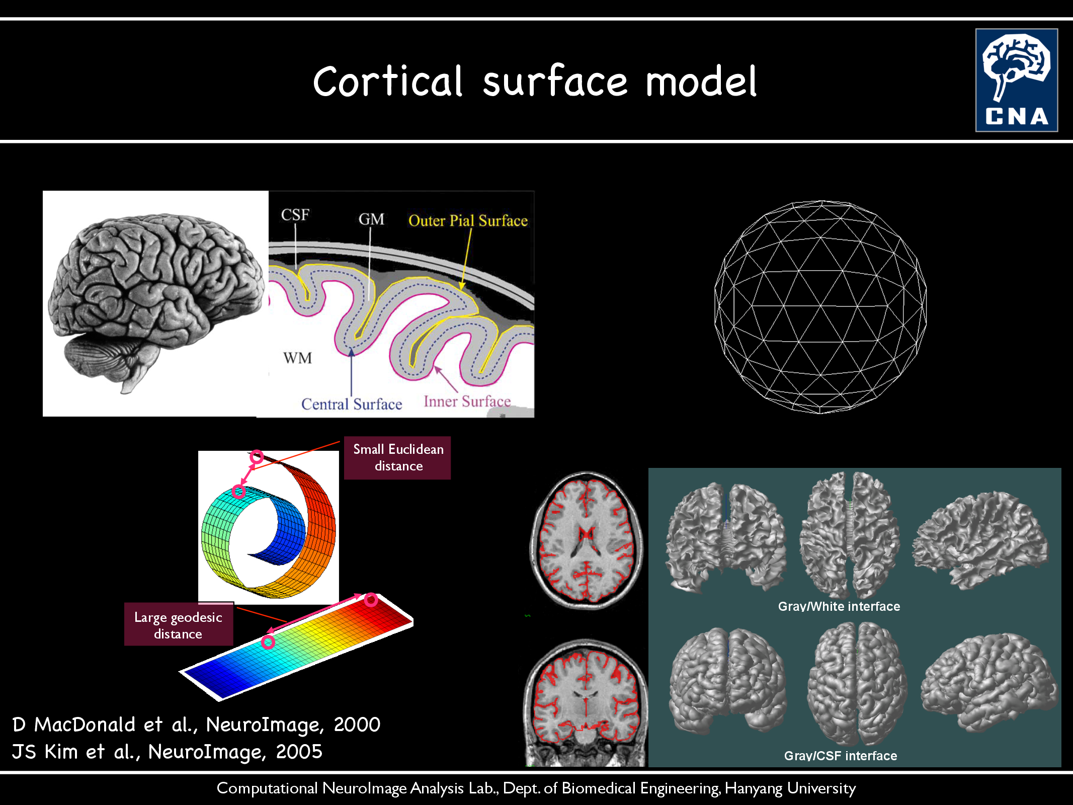 Cortical surface model